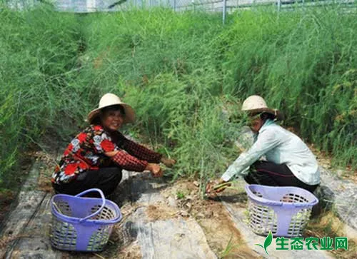 芦笋施好这四次肥 丰收无忧