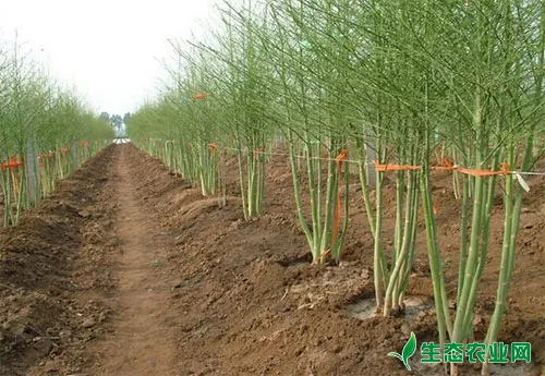 芦笋紫斑病怎么防治