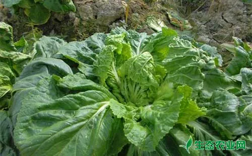 不结球白菜栽培面积增长的原因及其种植技术 生态农业网