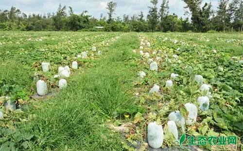 冬瓜蜗牛的为害症状、发生规律及防治措施