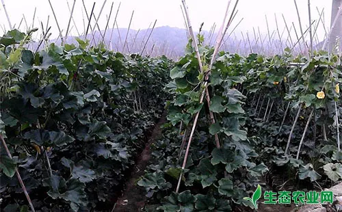 冬瓜的种植方法和时间 生态农业网