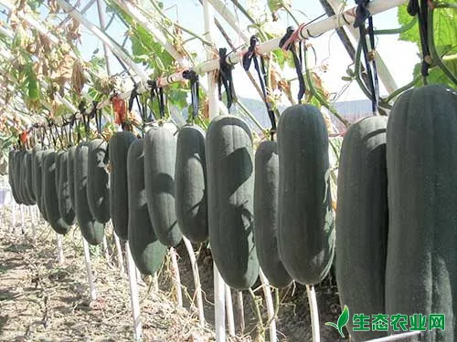 黑皮冬瓜质优丰产种植技术