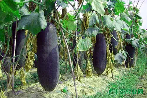 黑皮冬瓜质优丰产种植技术