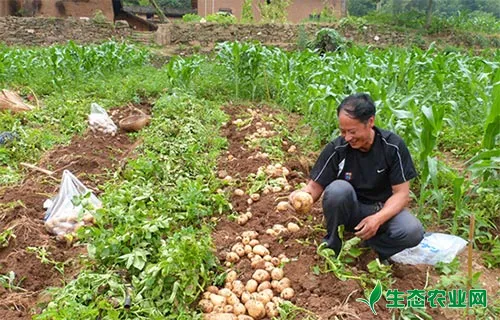 土豆种植过程中用什么肥好