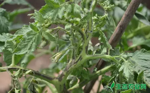 番茄蚜虫的危害特点、形态特征及防治要点