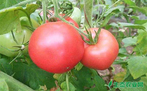 番茄心腐病的病症、发生原因及防治方法分析介绍