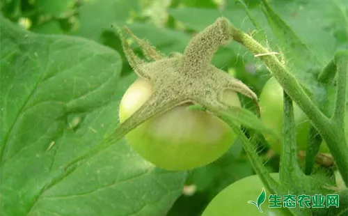 大棚番茄灰霉病的危害症状、发病条件及防治方法