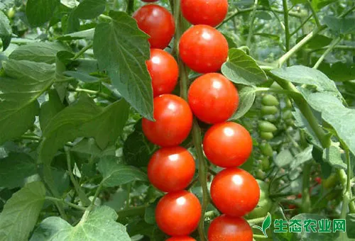 番茄超高产长季栽培技术