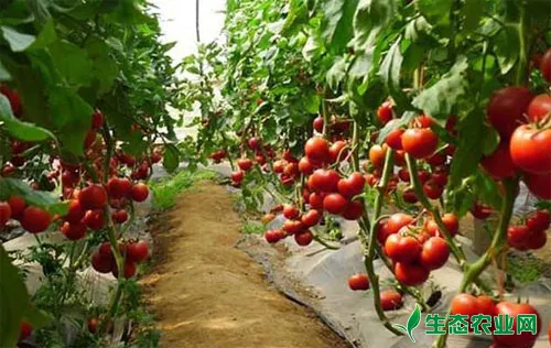 番茄超高产长季栽培技术