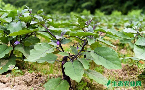 茄子蛴螬的为害症状、发生规律及防治措施