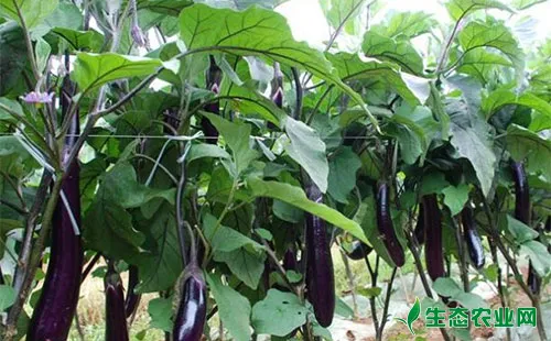 茄子什么时候摘心 茄子摘心要点 生态农业网 茄子什么时候摘心 茄子摘心要点 生态农业网