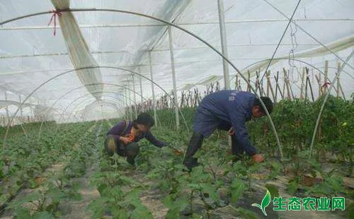 茄子什么时候摘心 茄子摘心要点 生态农业网 茄子什么时候摘心 茄子摘心要点 生态农业网