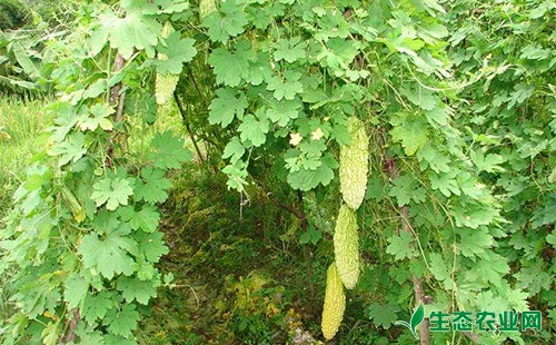 苦瓜烟粉虱的危害症状、发生规律及防治方法