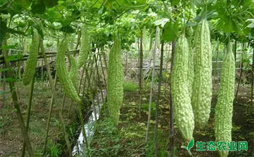 苦瓜蛞蝓的危害症状、发生特点及防治方法