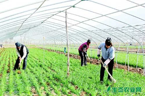 韭菜的需肥规律及施肥技术