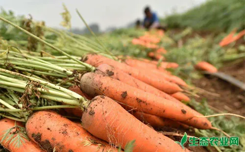 胡萝卜菜青虫有哪些为害症状？农户们该怎么防治？