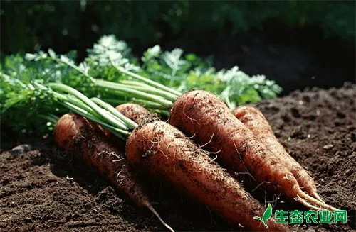 胡萝卜繁种育苗、定植、田间管理技术