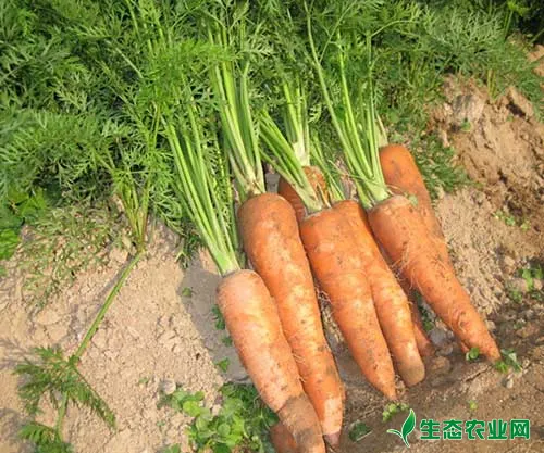胡萝卜三种异常情况的成因及预防措施