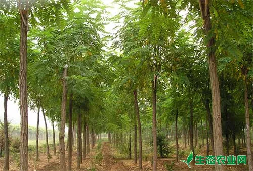 刺槐林学特性及造林技术