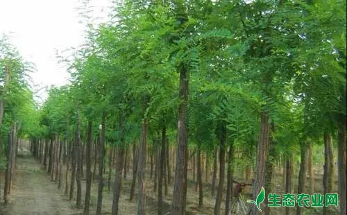 提高刺槐造林成活率的四大关