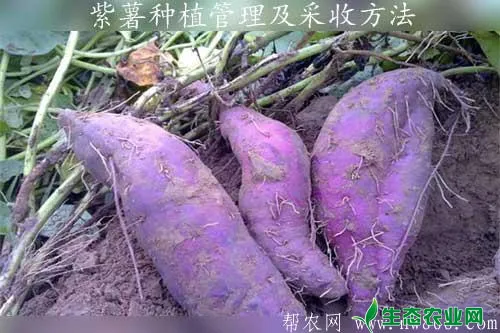 紫薯种植管理及采收方法