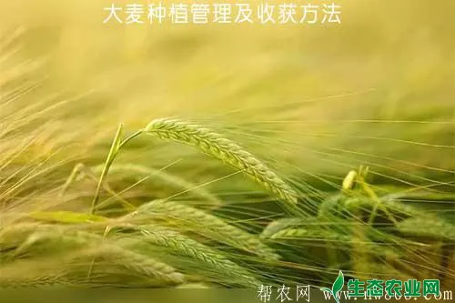 大麦种植管理及收获方法