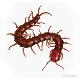 紫塞秋风道具大全 全武器+全武功秘籍+全合成药品效果汇总(36)