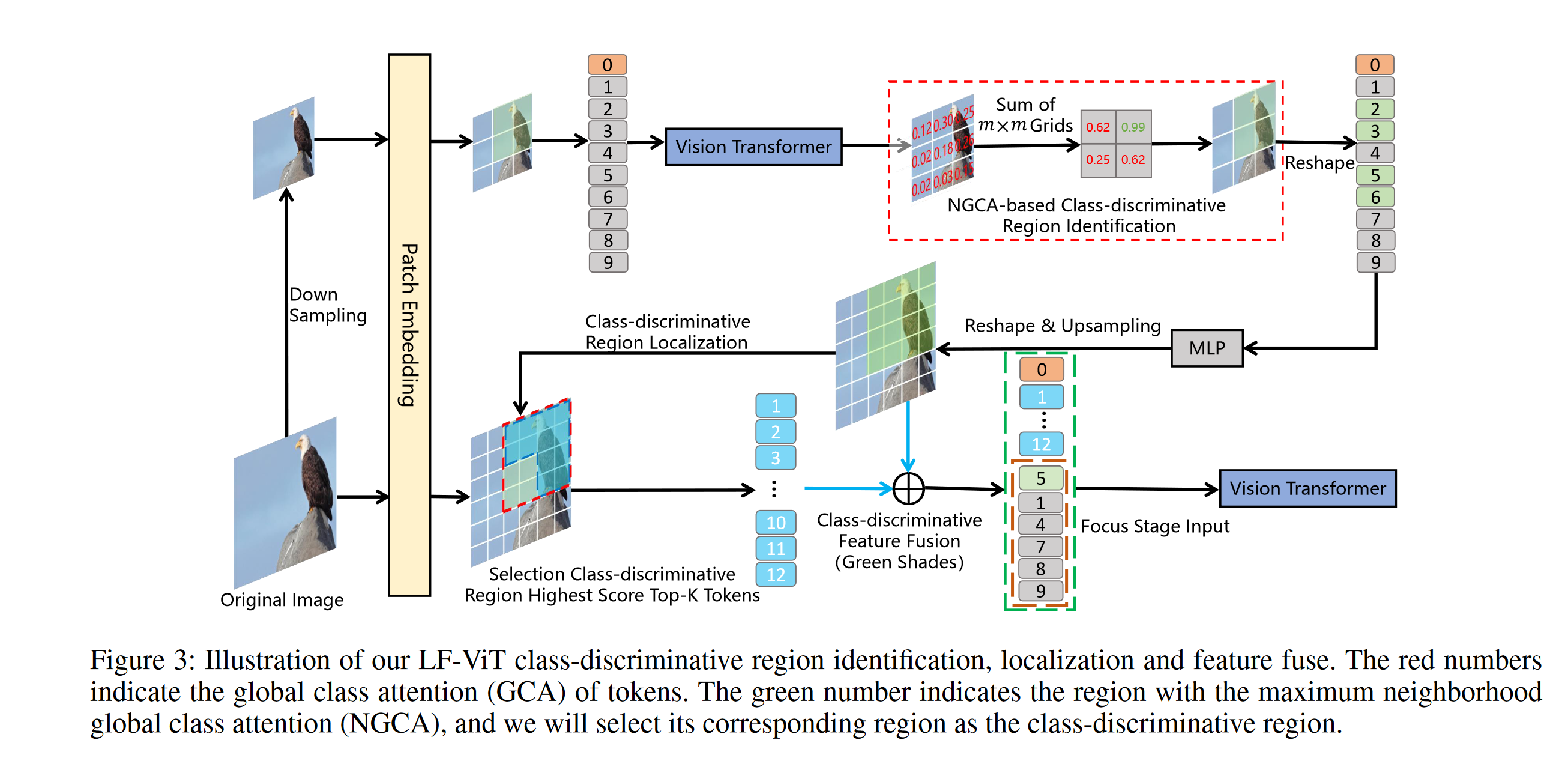 LF-ViT: Reducing Spatial Redundancy in Vision Transformer for Efficient ...