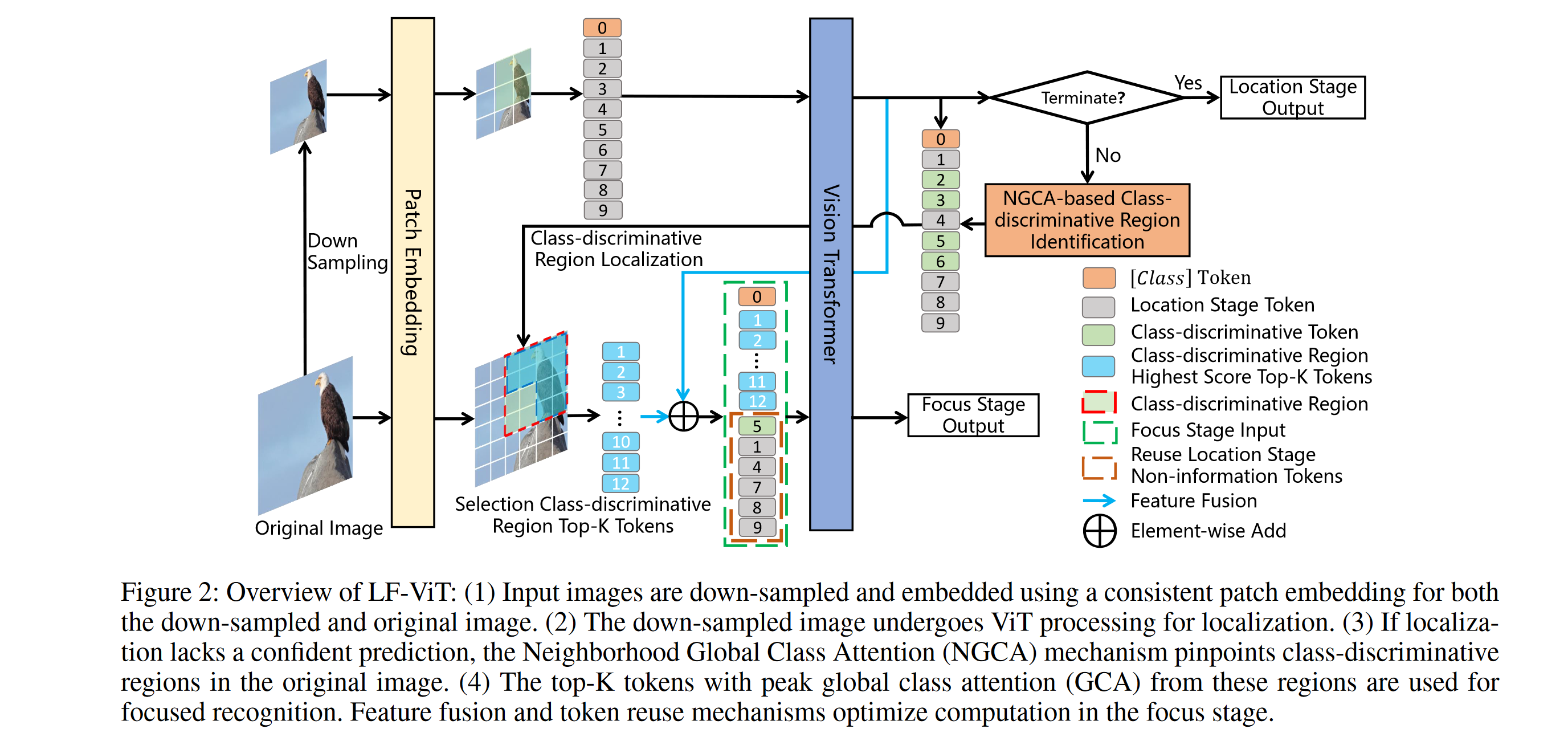 LF-ViT: Reducing Spatial Redundancy in Vision Transformer for Efficient ...