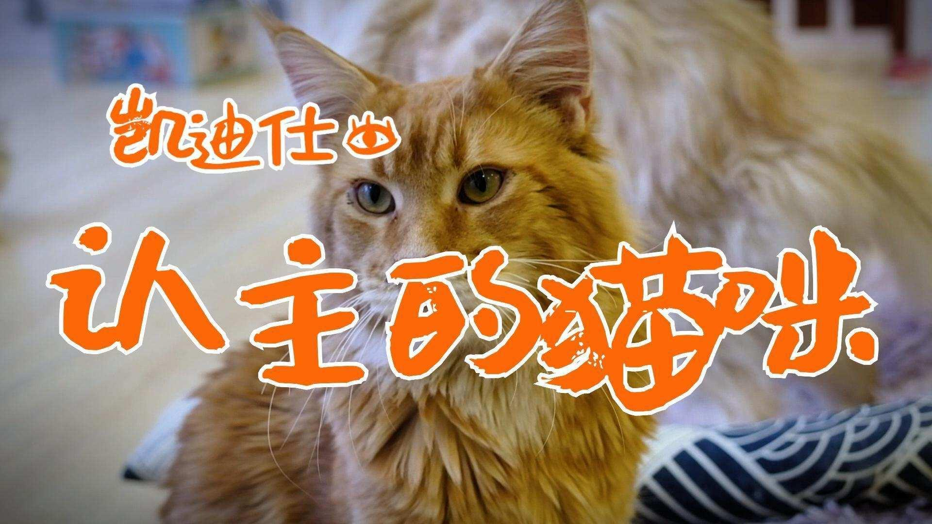 凯迪仕锁定你图片3