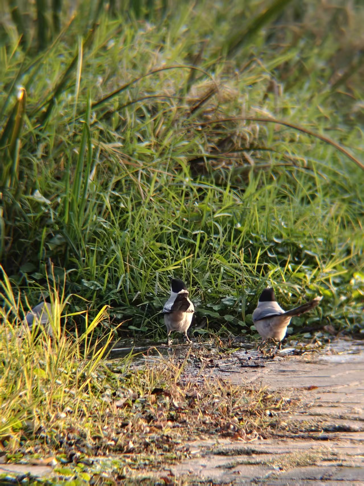 873493f87afe8831efb59c7a9972347a.jpg|420