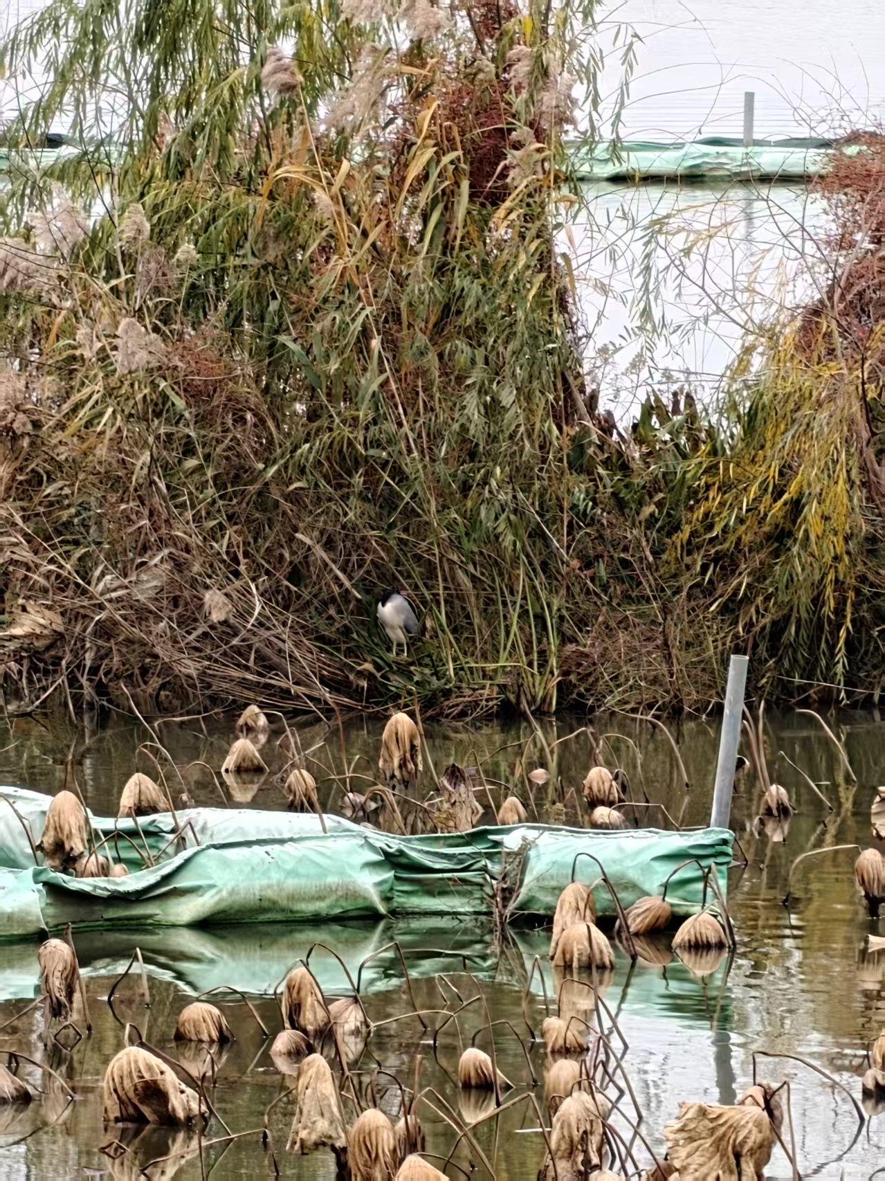 睡着的夜鹭? |420