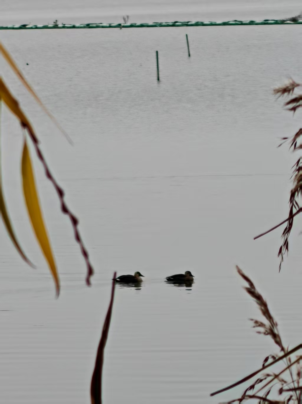 b86696c24931fd31639068e3b36a1a39.jpgimg|420