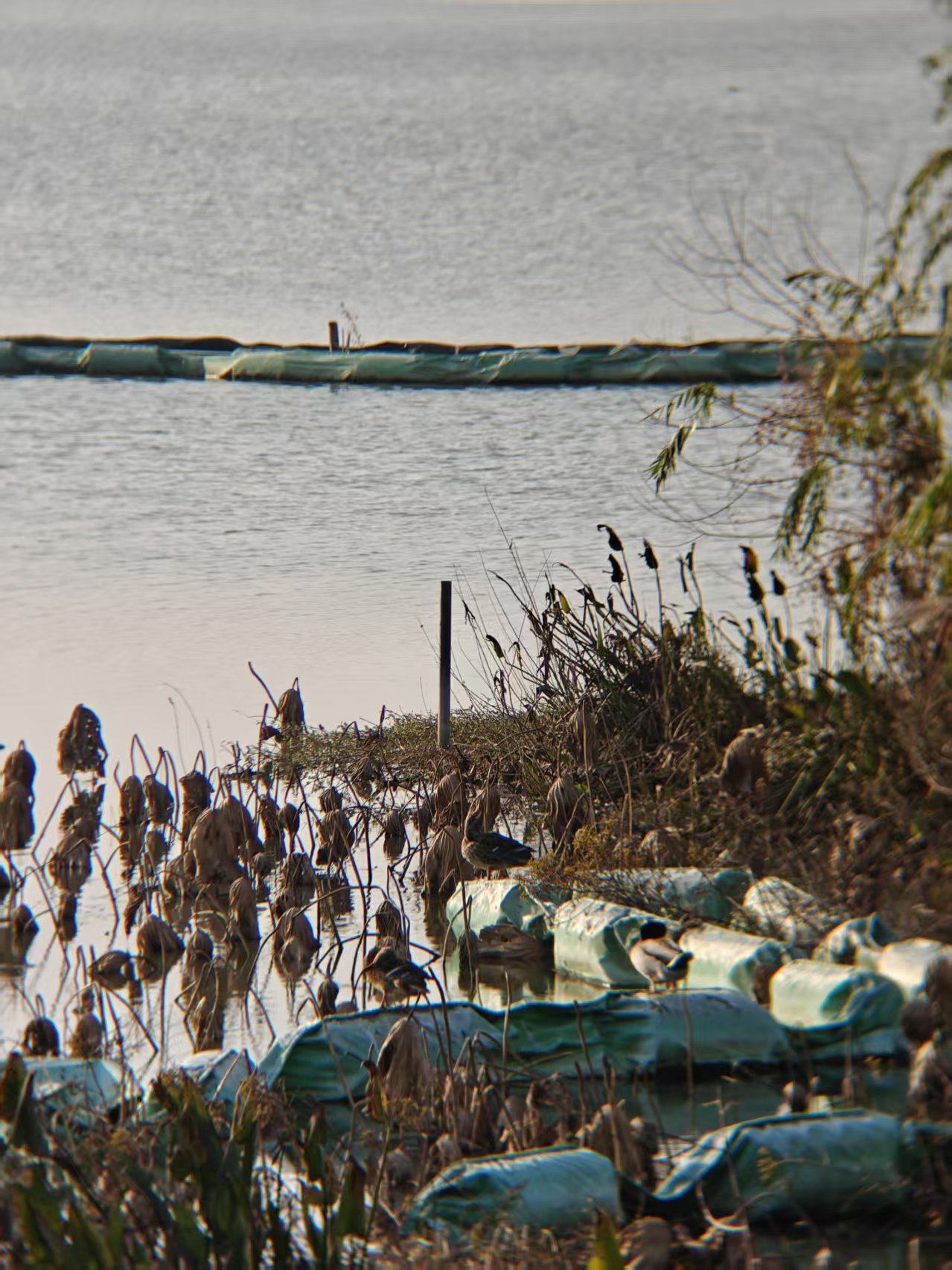 386377a63a189d278e3605792d244b74.jpgimg|420