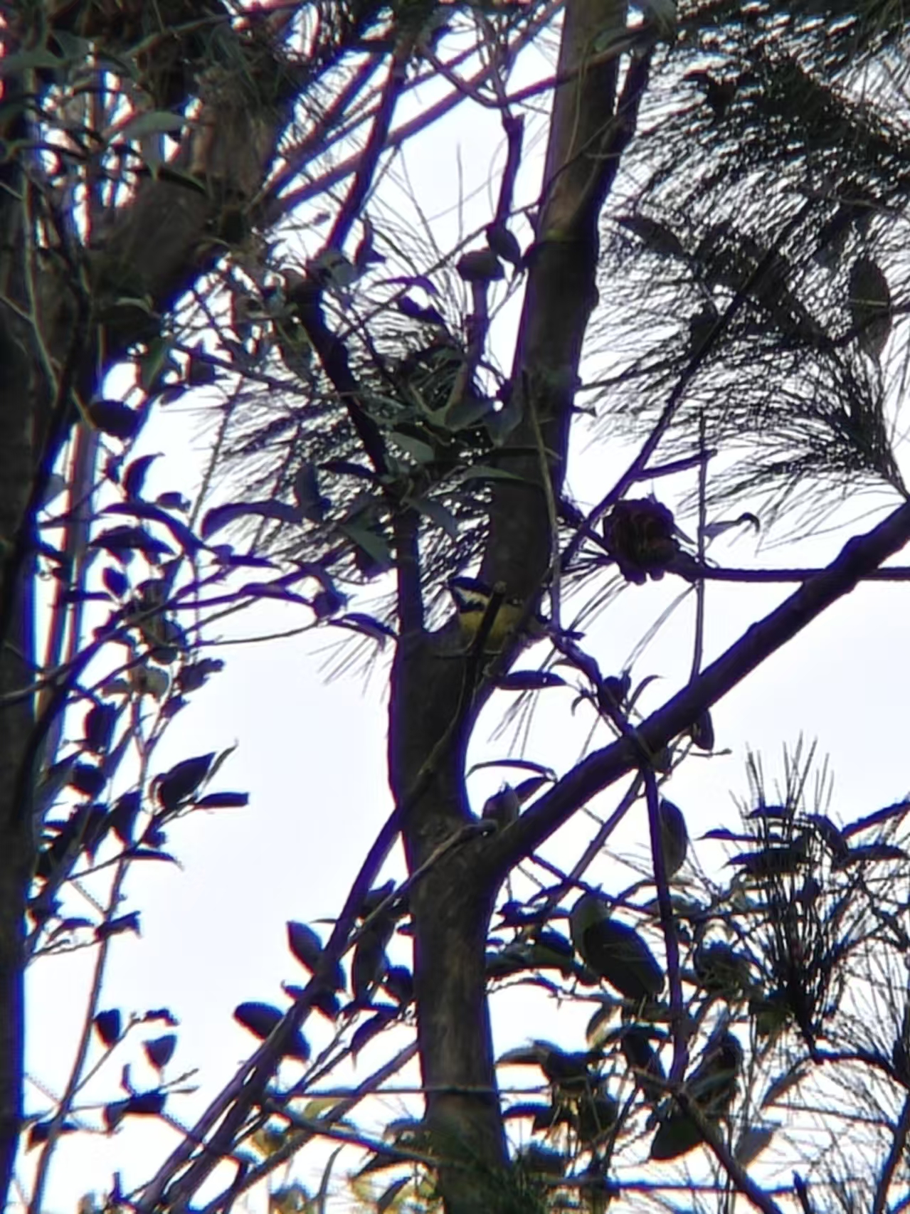 黄腹山雀雄鸟|420