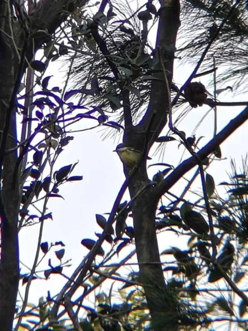 黄腹山雀雌鸟|420