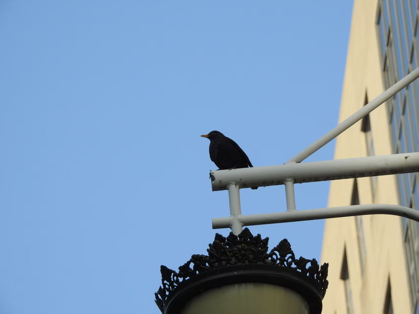 刚好飞来的鸫|320