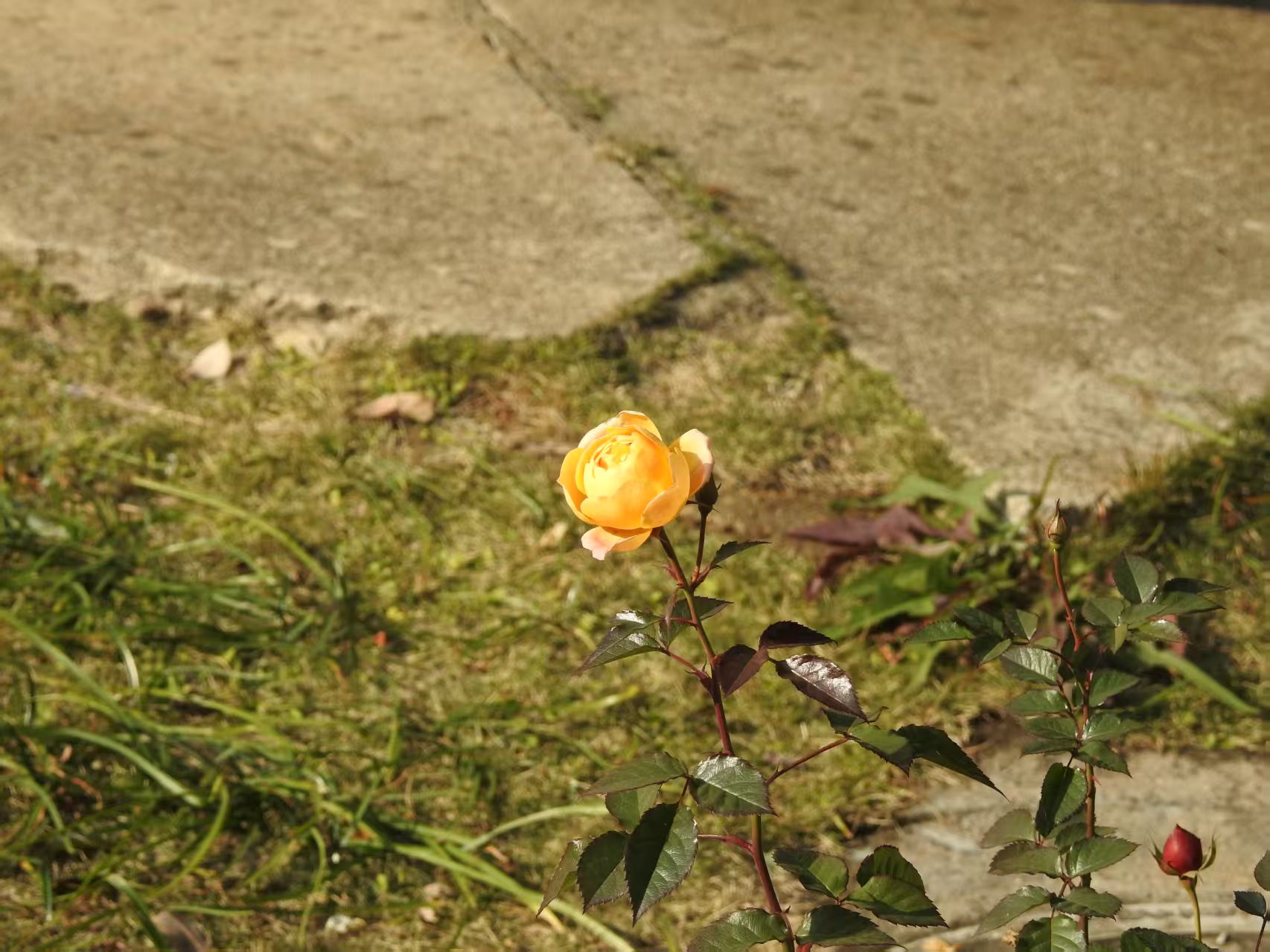 像是某种月季|320