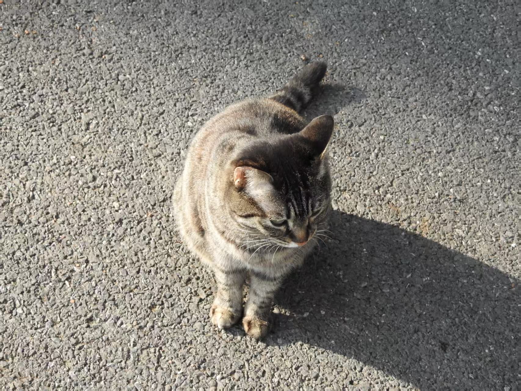 据说叫小乔猫|320