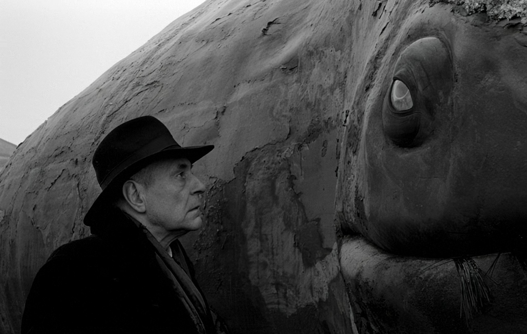 György Eszter gazes into the eye of the whale
