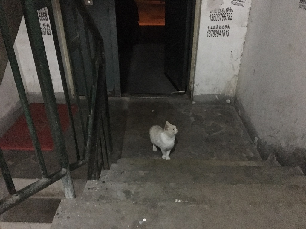 The kitten downstairs from where I lived — strays just stick to me