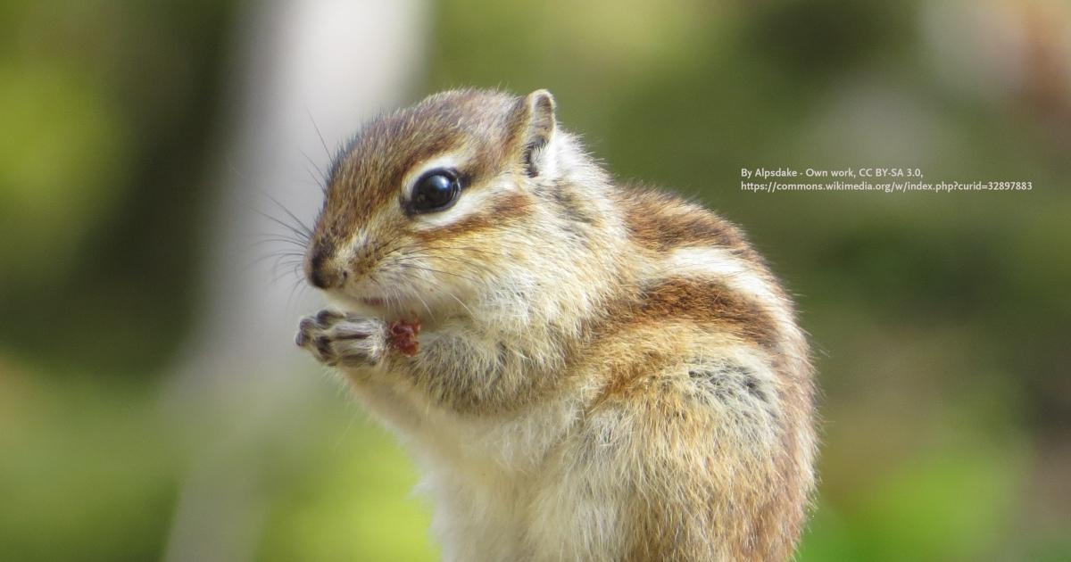 Main Featured Image / OpenGraph Image