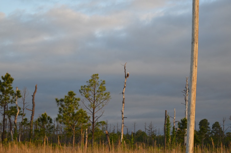 graphic file with name pnas.2314607120fig02.jpg