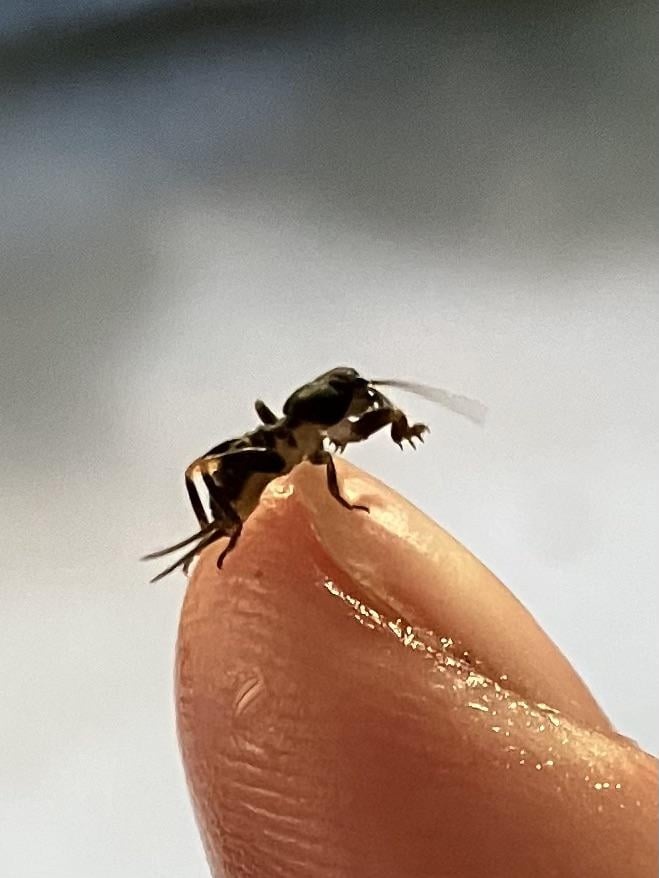 Evidence from comment by u/glitterkicker on 'What the f*ck is this'