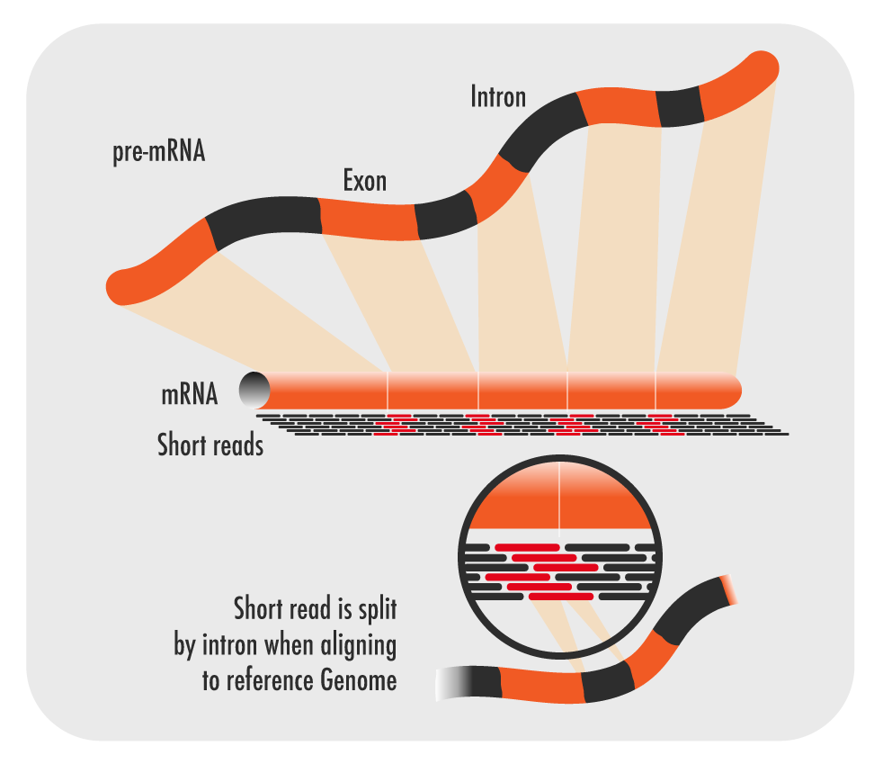 RNA-seq Short Reads