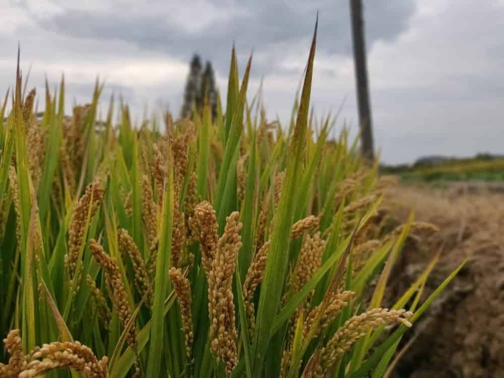EJ-水稻种植与合作行为的起源