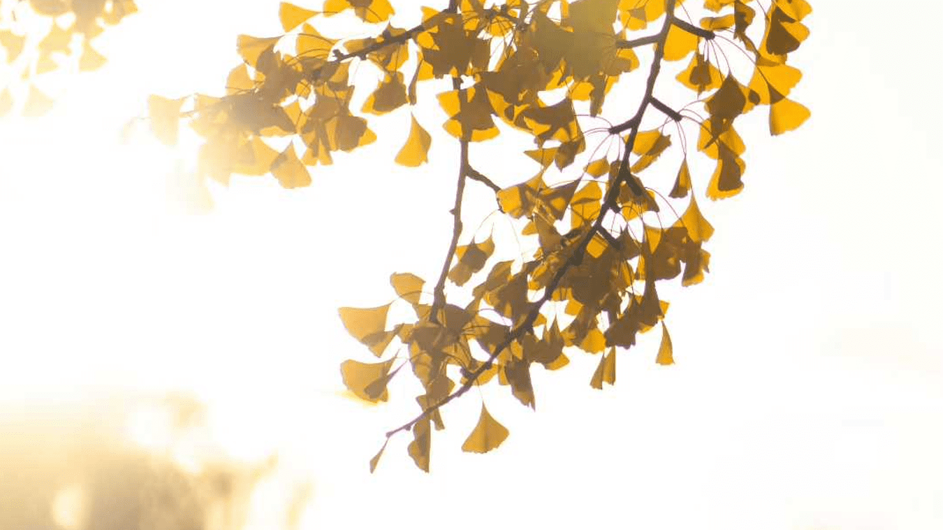 落在深秋，无人签收