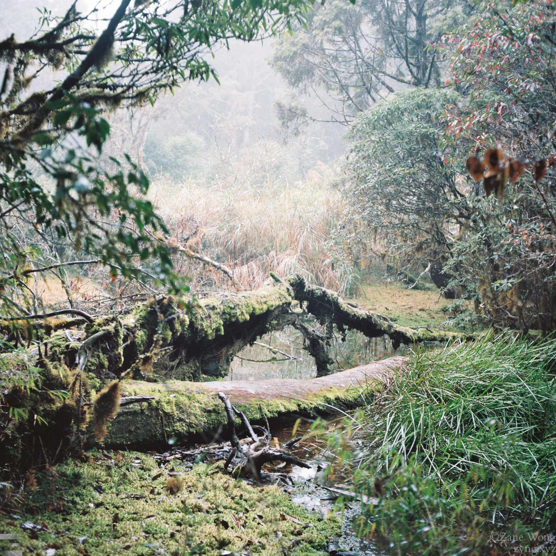 雨天太平山鐵杉林自然步道之四