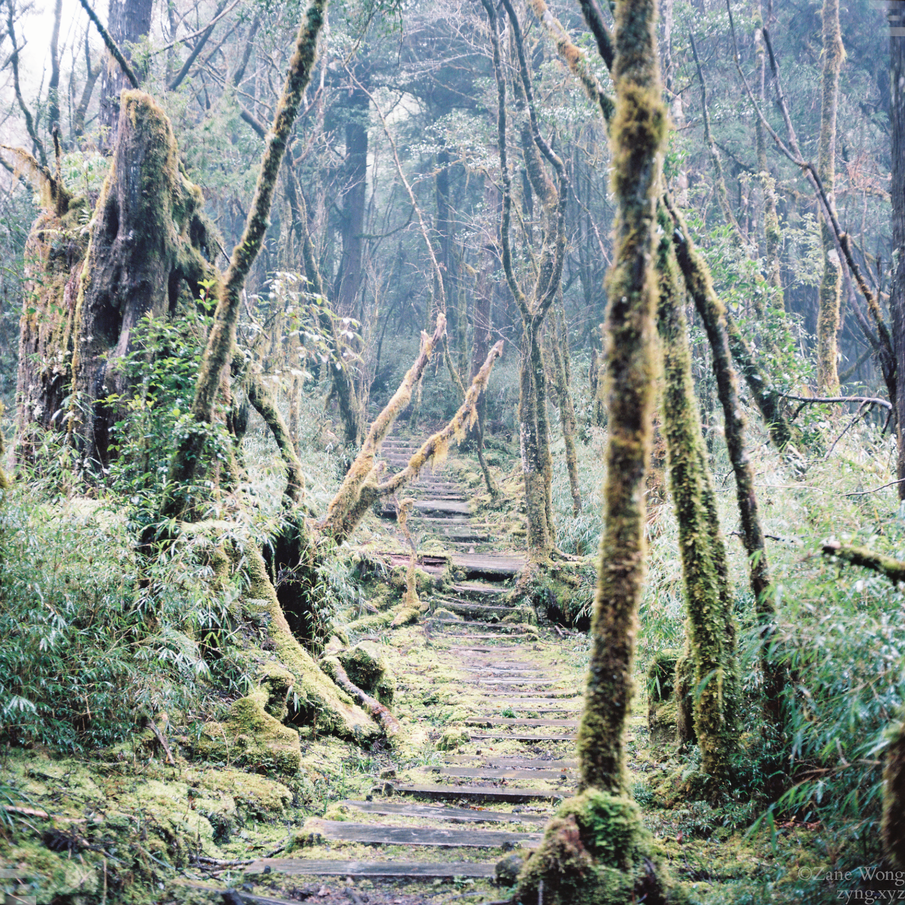 雨天太平山鐵杉林自然步道之三