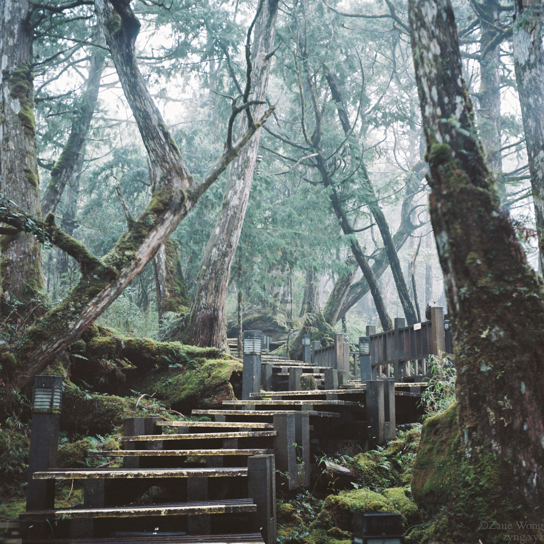 雨天太平山鐵杉林自然步道之一